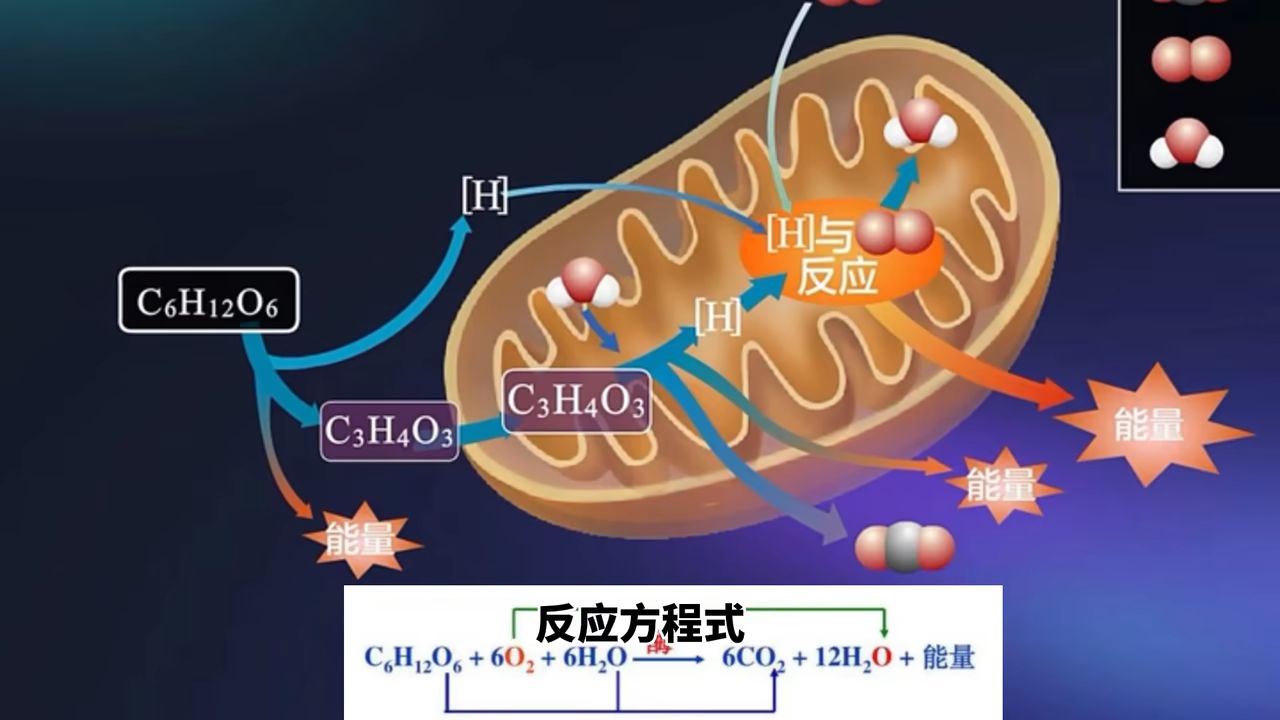 无氧呼吸的两个阶段名称