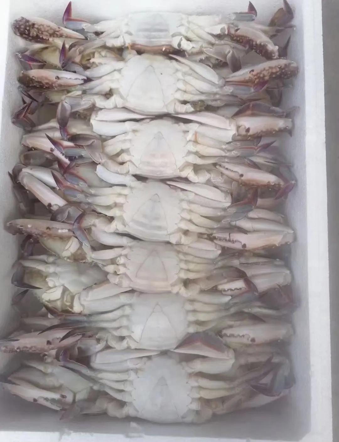 活的梭子蟹怎么保存