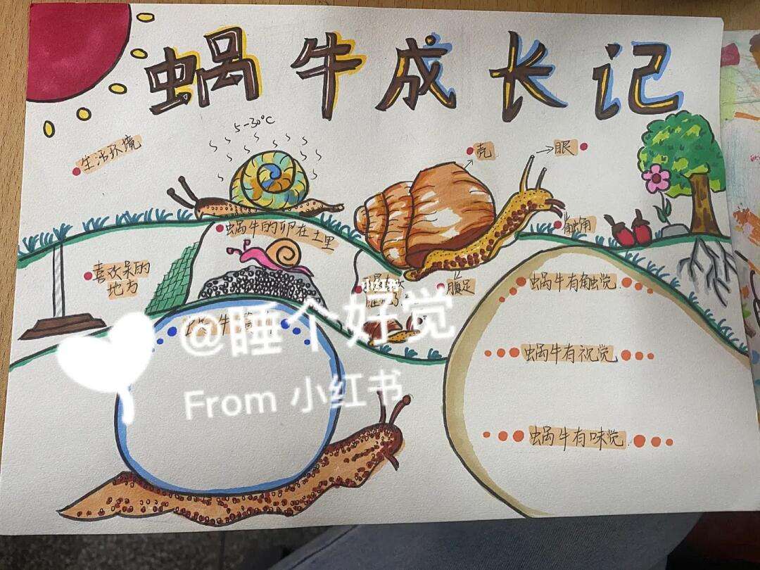 蜗牛的成长过程绘本