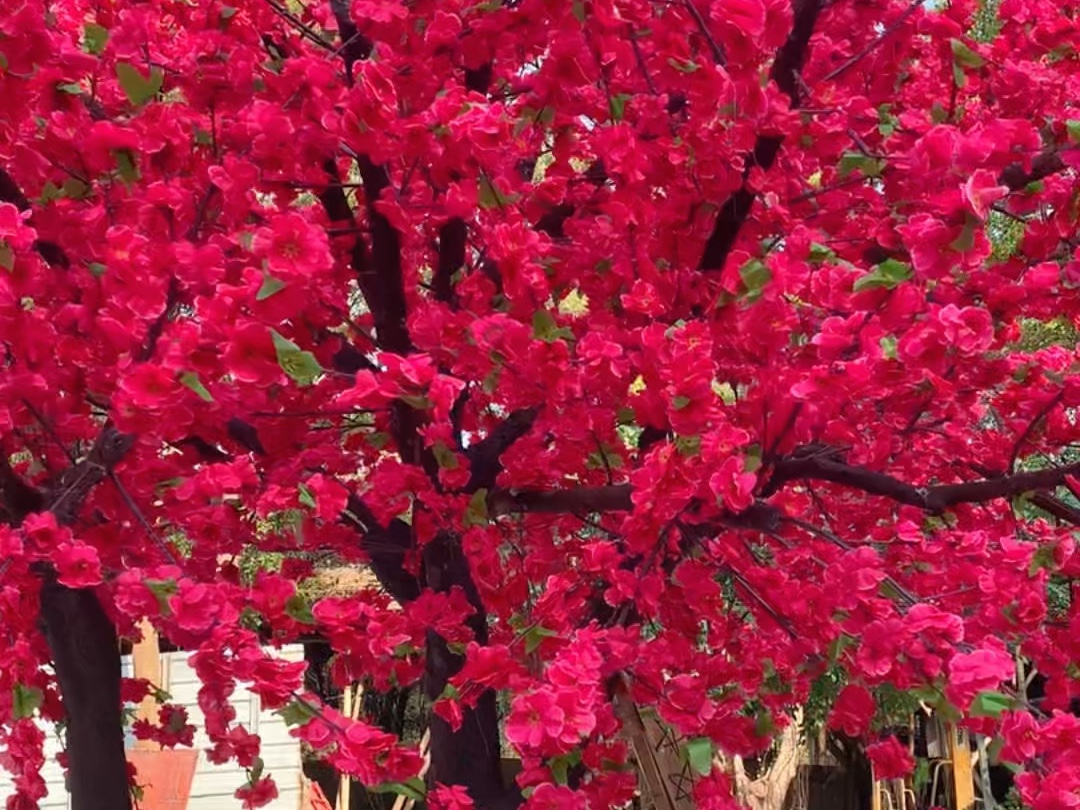 春节买什么花树最旺风水