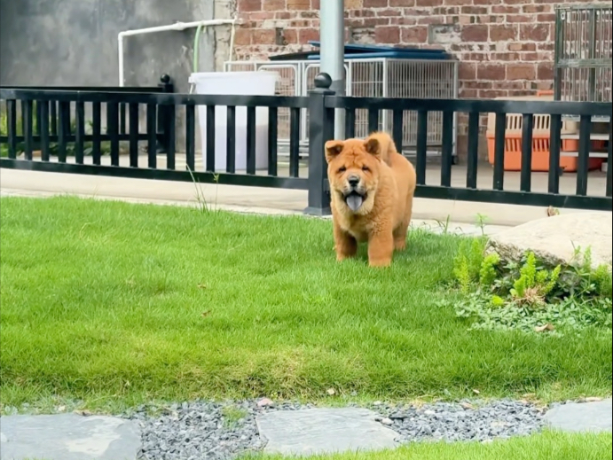 小型松狮犬特点