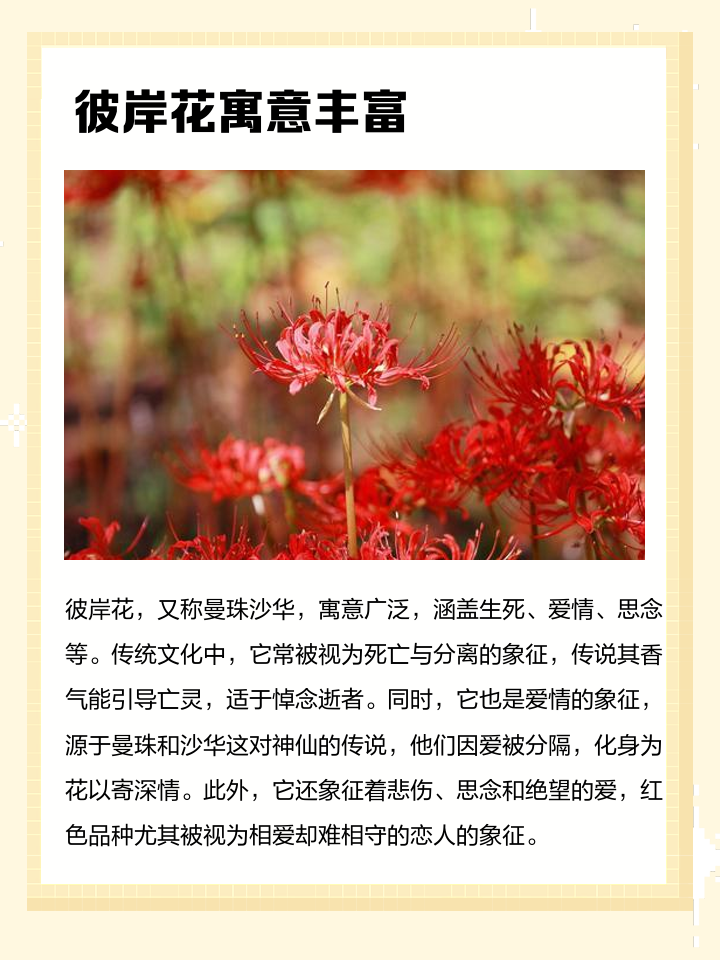 曼珠沙华的寓意和花语