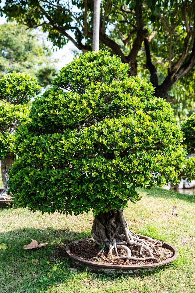 霍山黄芽茶叶价格一览表