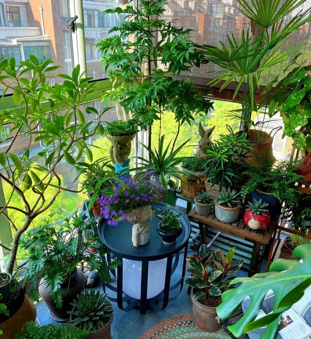 什么花在室内最好养不用晒太阳