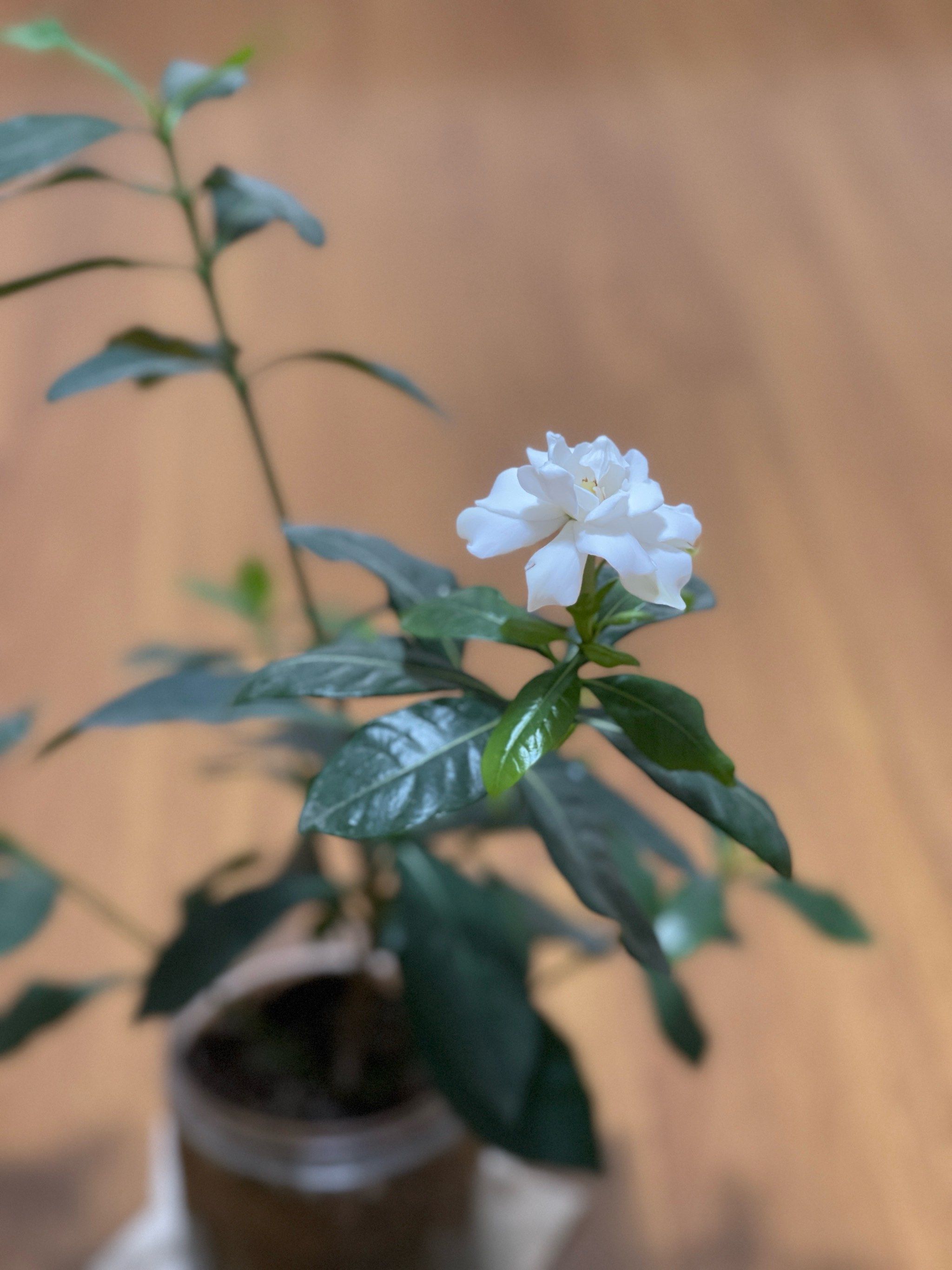 栀子花开什么时候上映的
