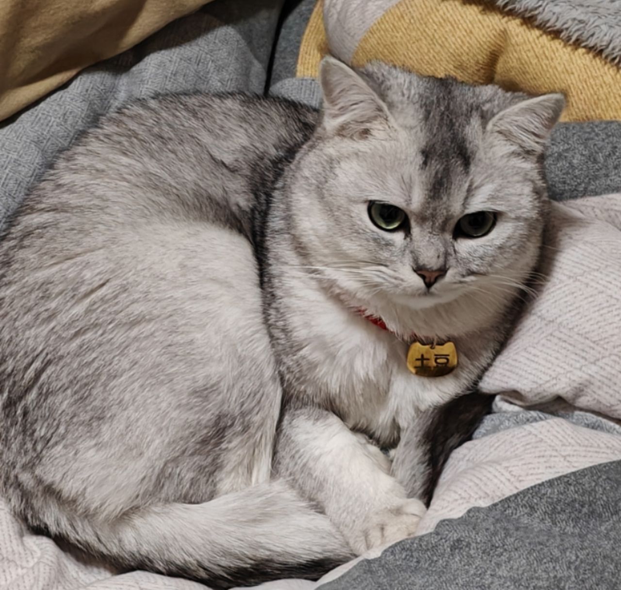 银点猫是什么猫配出来的