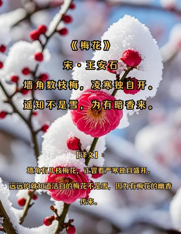 描写梅花的句子精选100字