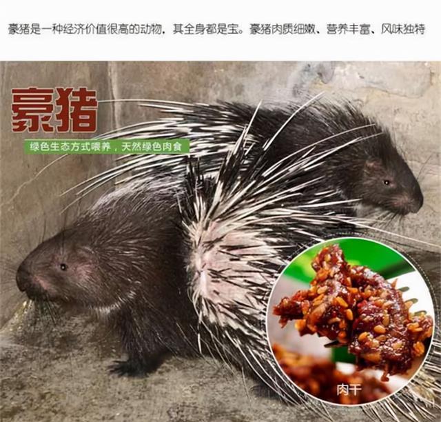 豪猪养殖技术难在哪里