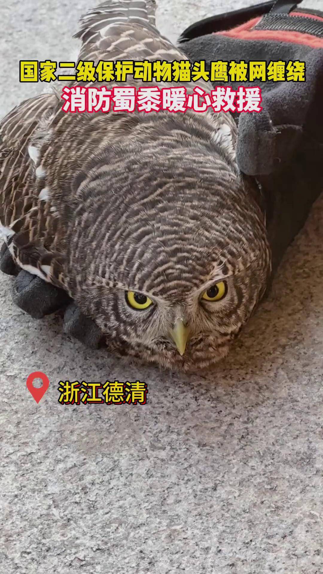 猫头鹰保护动物什么级别