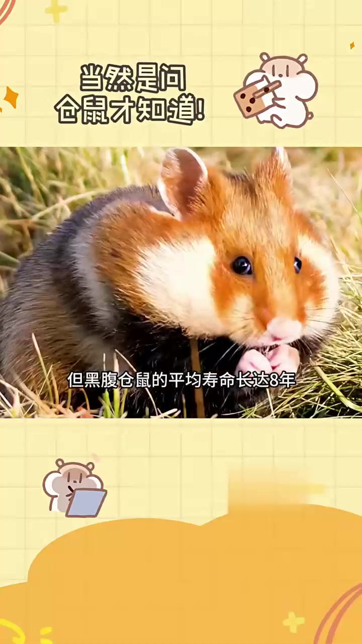 香鼠是黄鼠狼吗