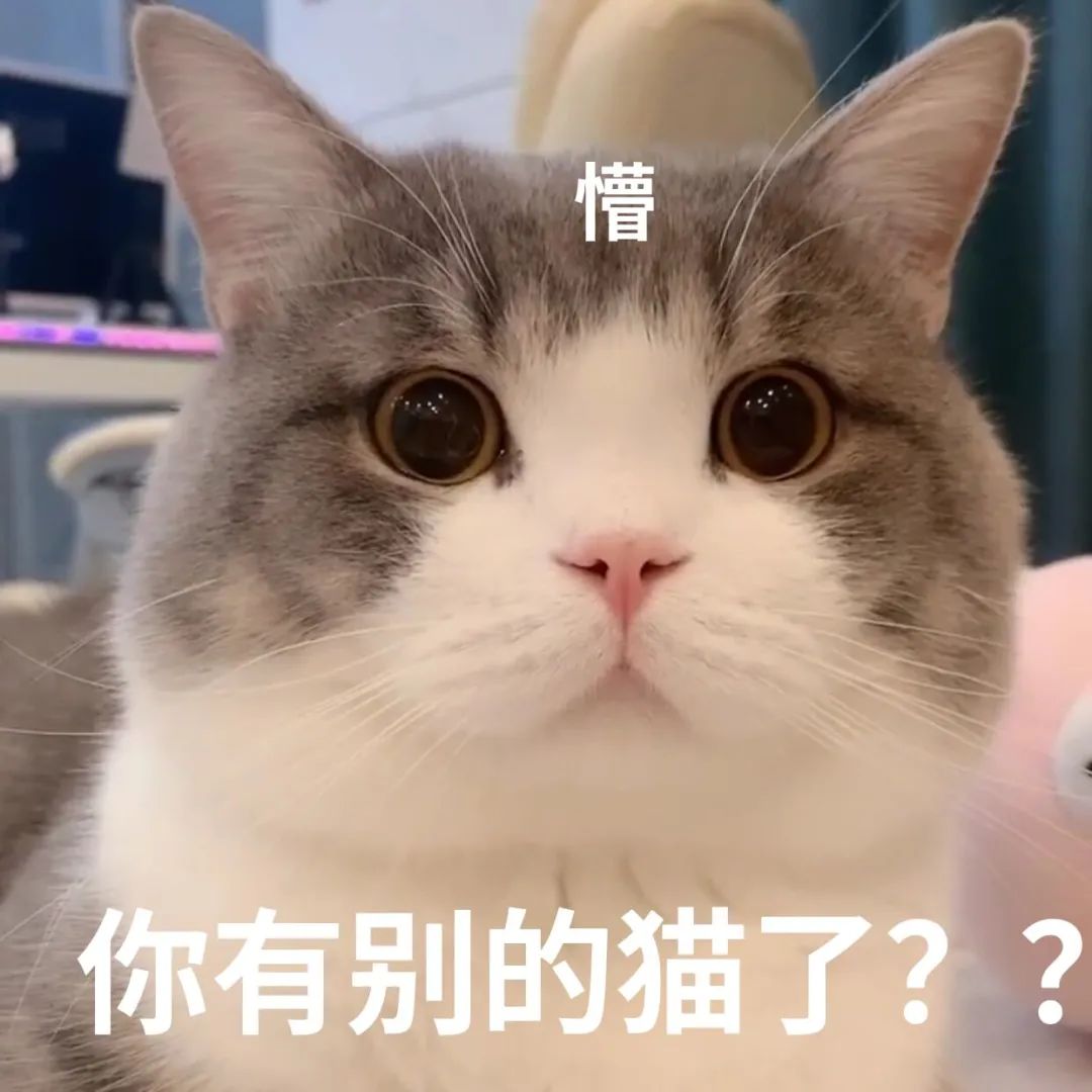诈傻扮懵是什么意思