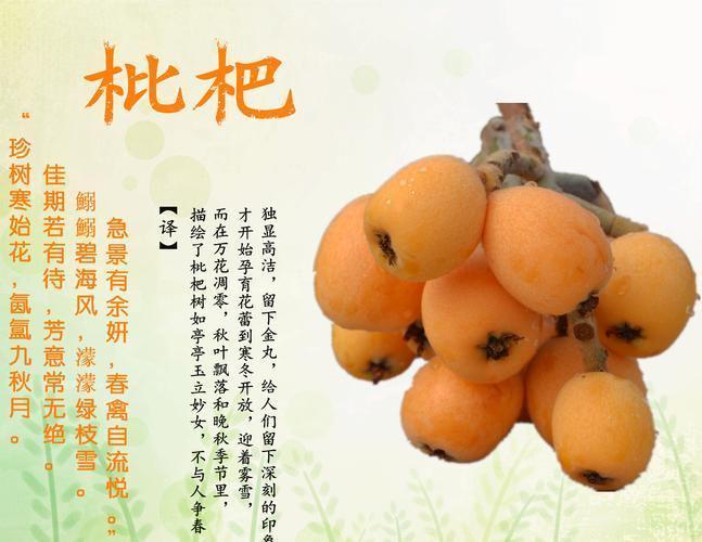 枇杷果核的功效与作用禁忌