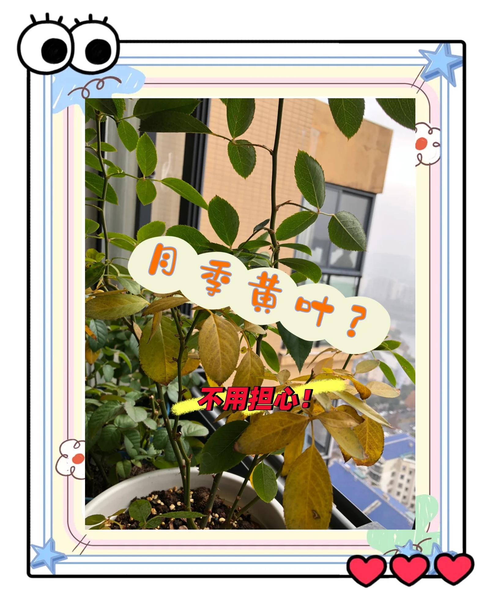 月季叶子发黄掉叶是什么原因
