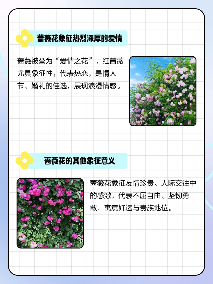 蔷薇花的寓意