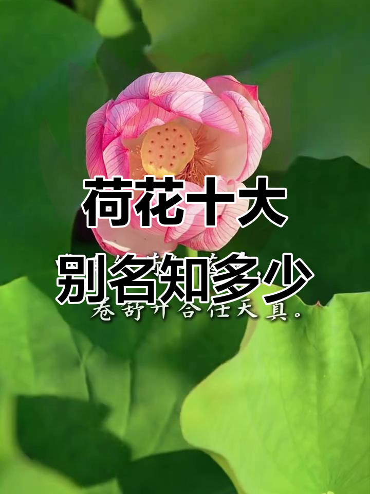 荷花的别称是