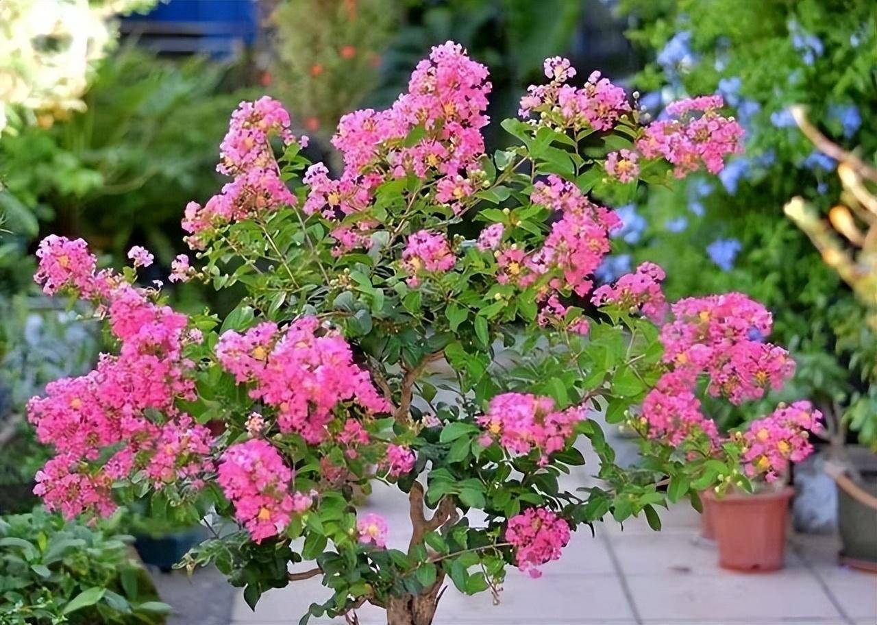 什么花在夏天开放图片