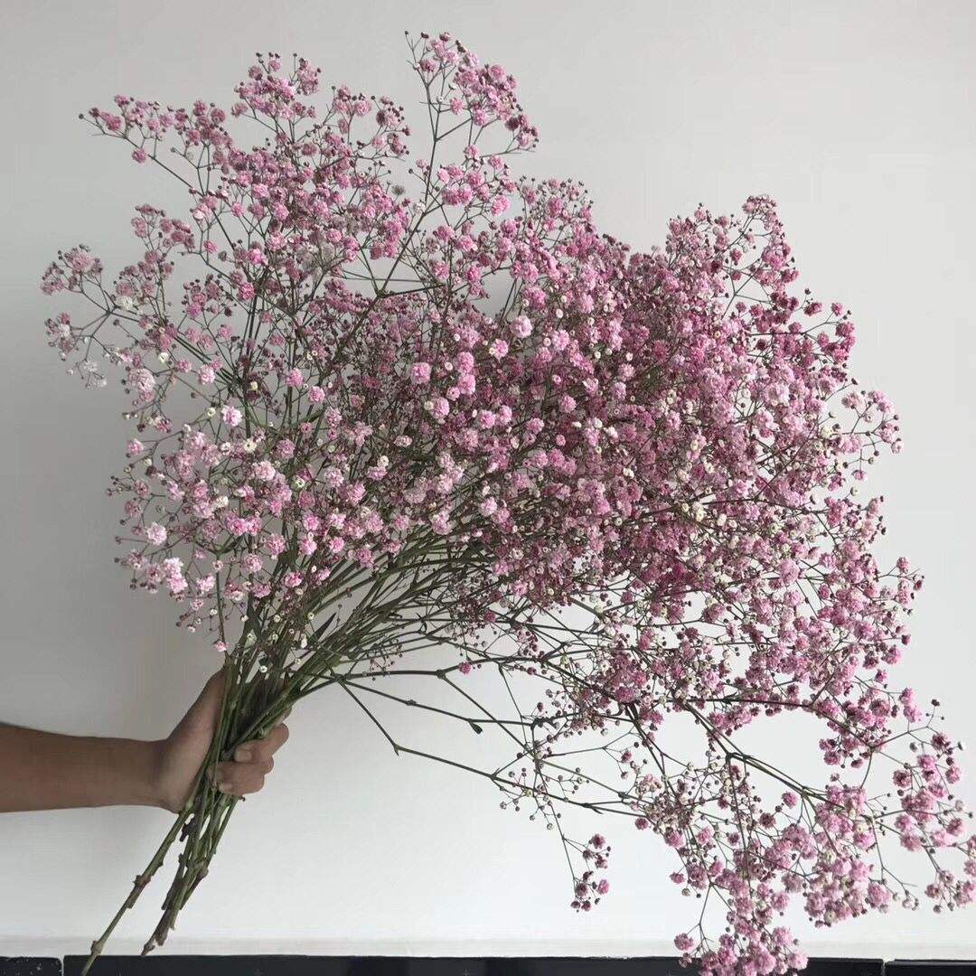 满天星做成干花对猫咪有害吗