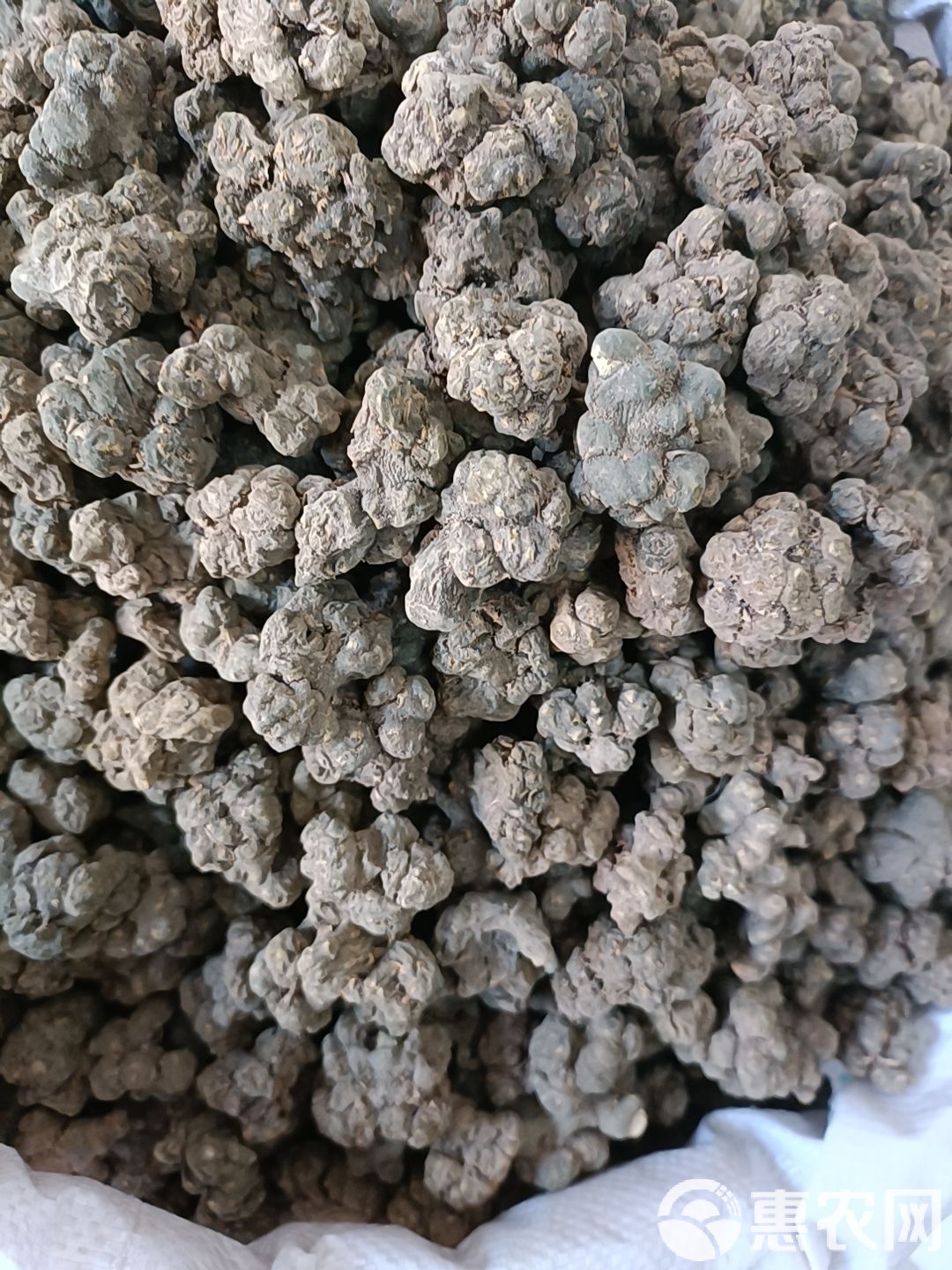 夏天无的功效与作用点的功效与作用及禁忌