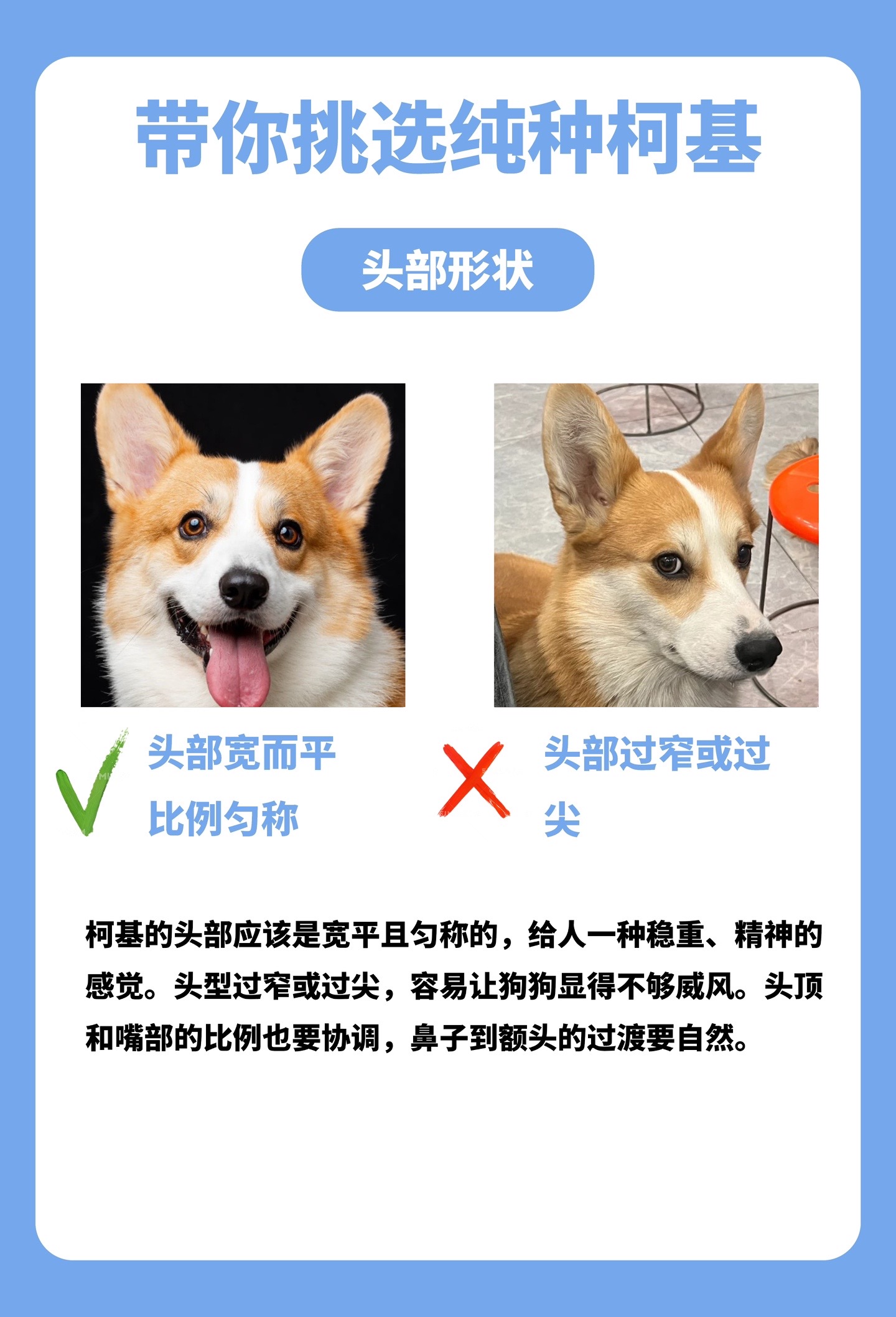 柯基不是纯种有什么坏处