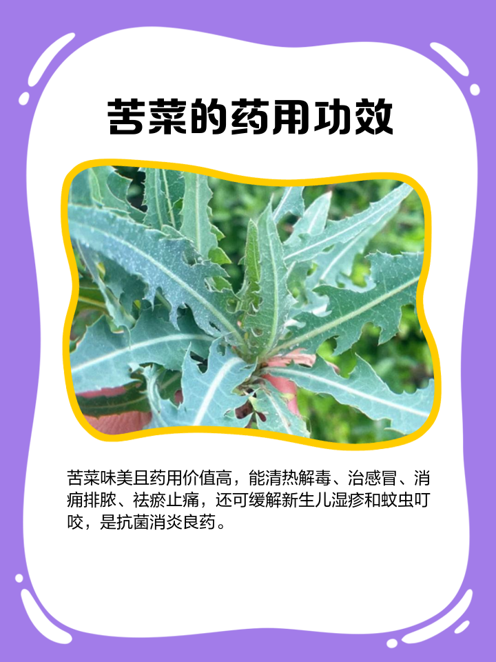 苦芥菜的功效与作用价值
