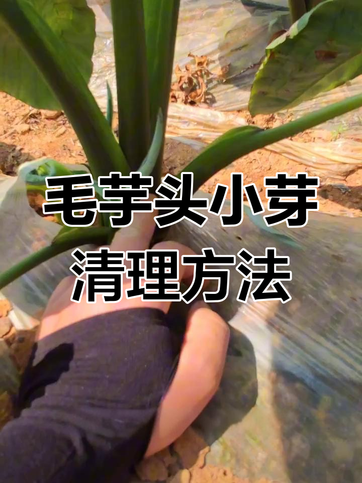 怎样种植芋头产量高视频