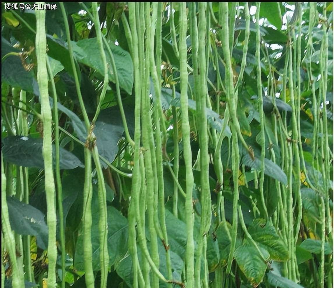豇豆的种植方法和时间施肥