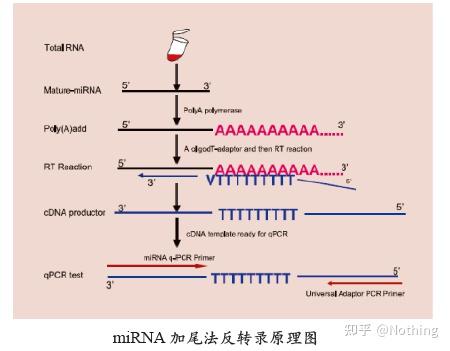 mrna是什么意思有啥用