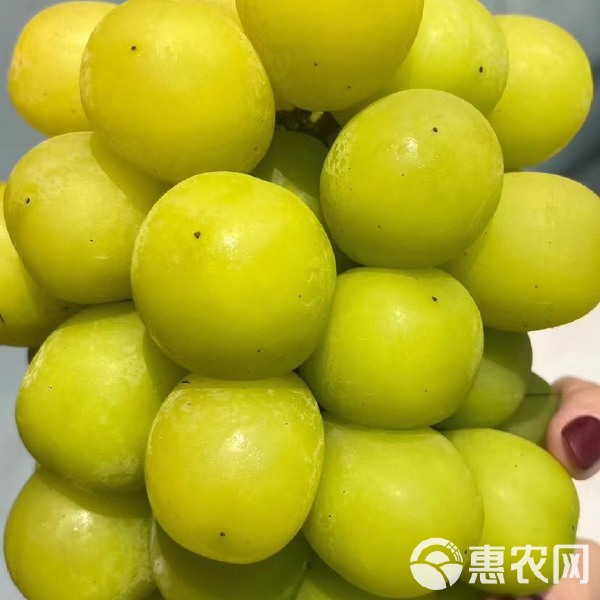 香悦葡萄如何保花保果
