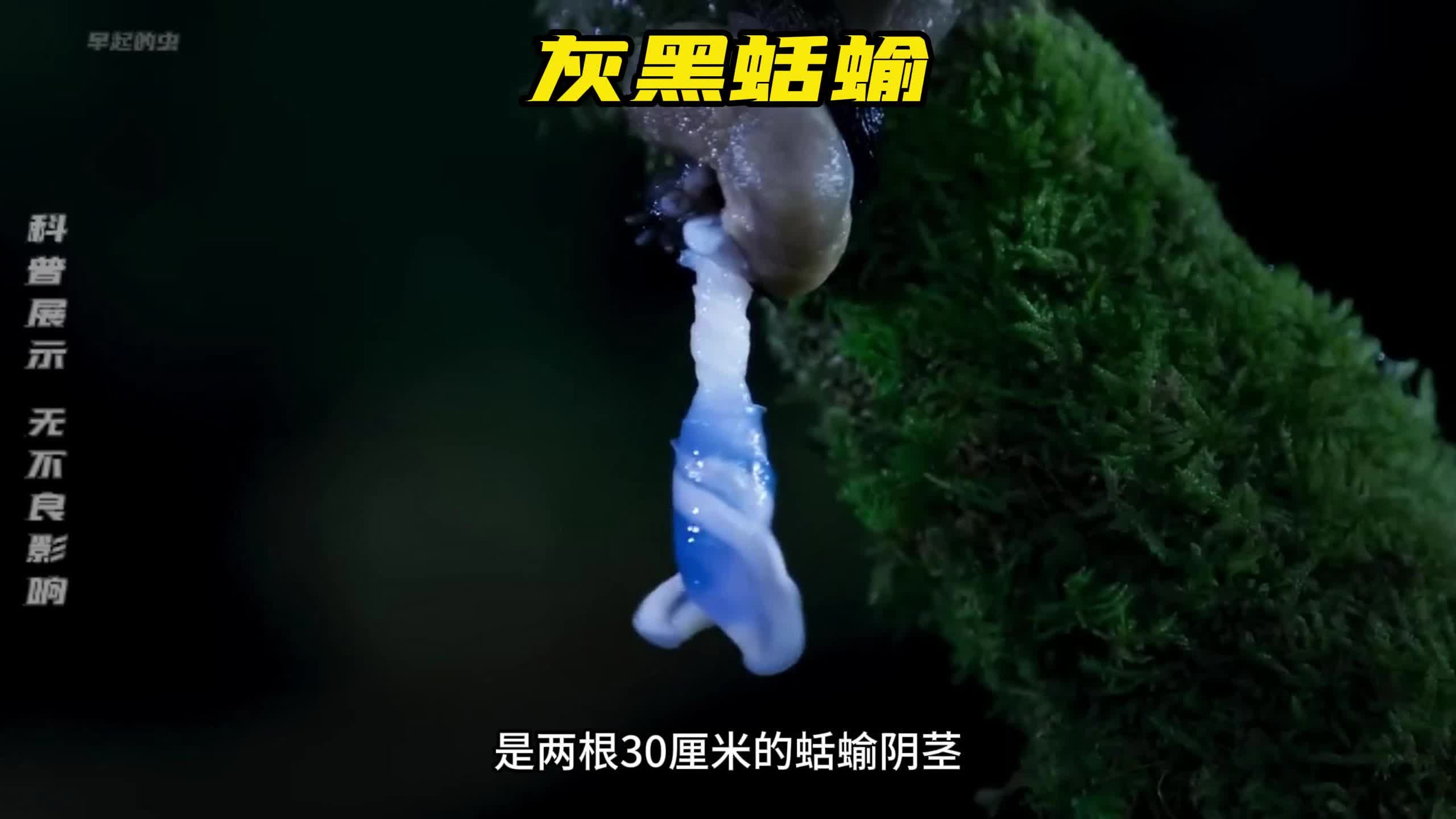 家里有鼩鼱有什么传说吗