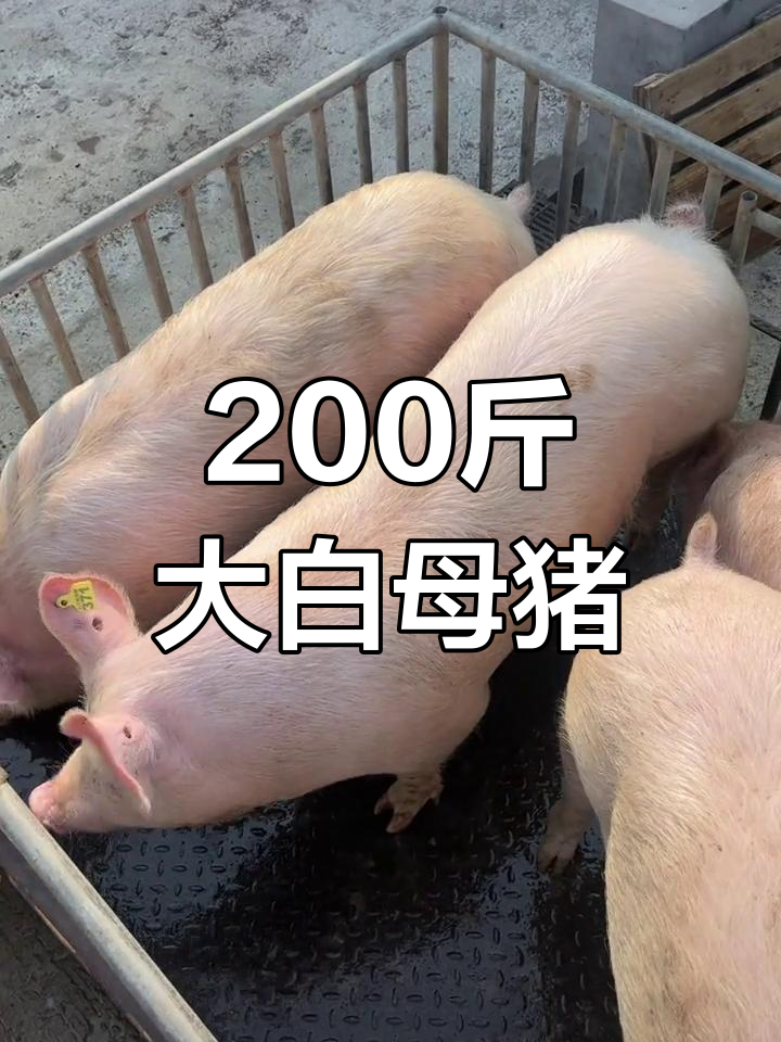 女人梦见一只大白猪追
