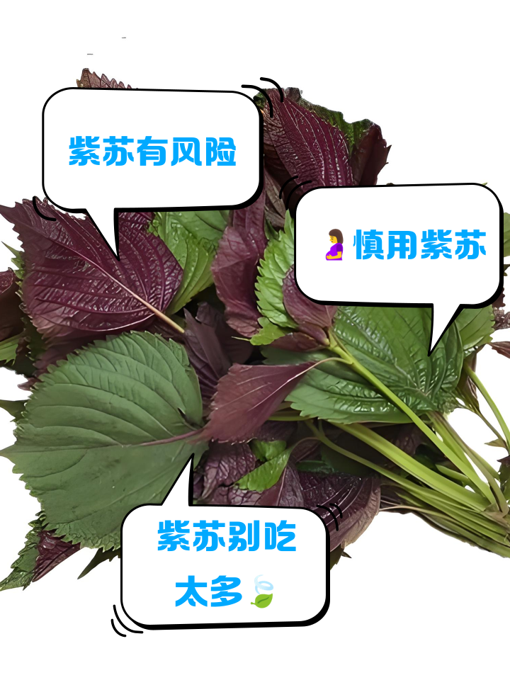 紫苏一般怎么吃最好
