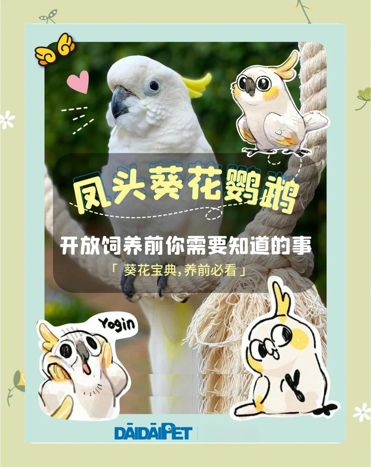 鹦鹉饲养方法和注意事项