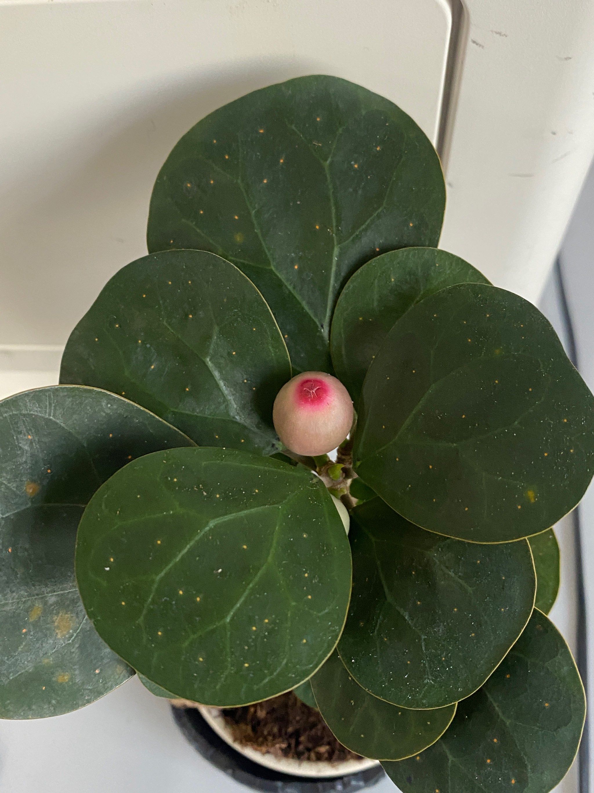 这是什么植物用英语怎么说