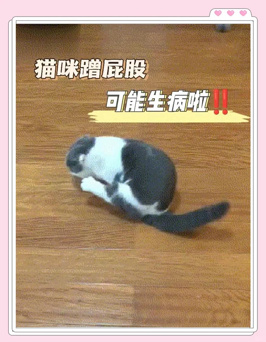 房子来猫是什么征兆