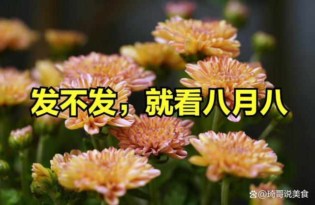 八月初八是什么日子好不好
