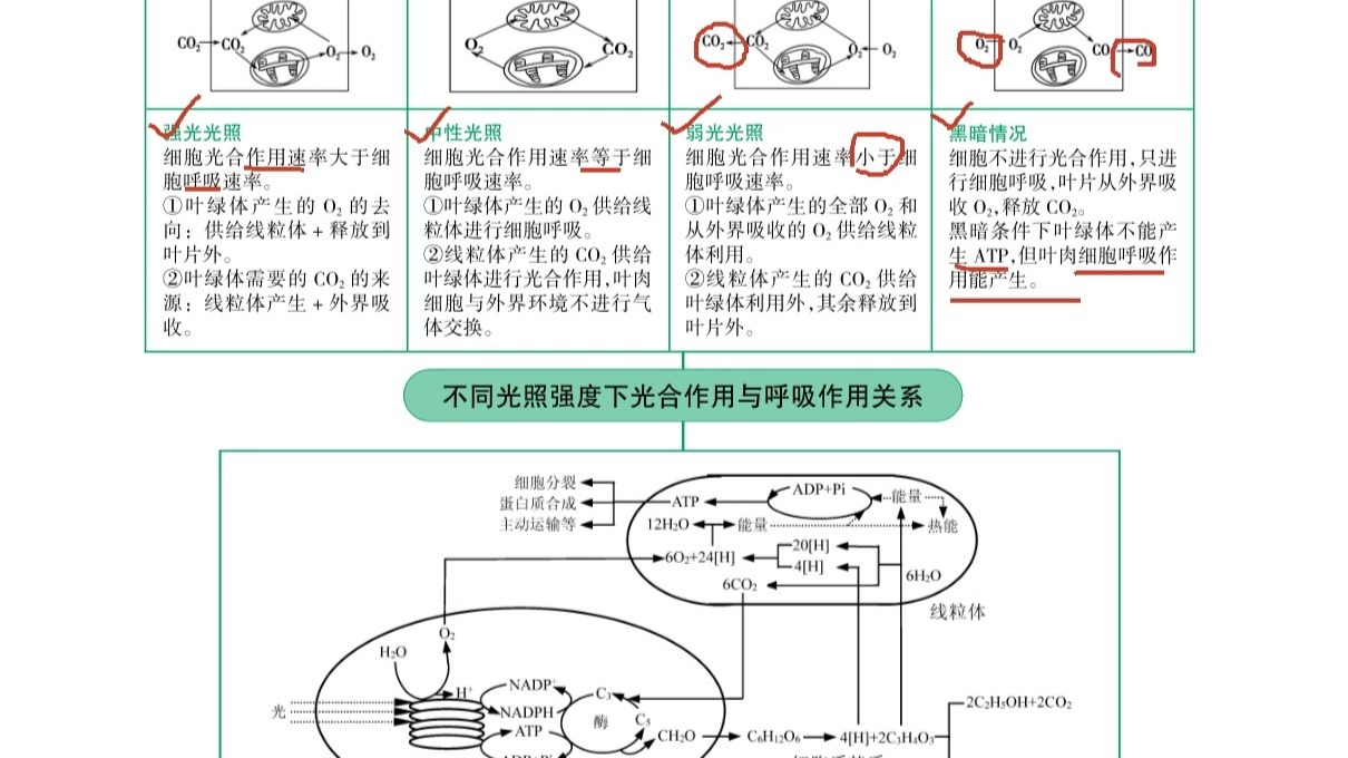 光合作用的场所有哪些