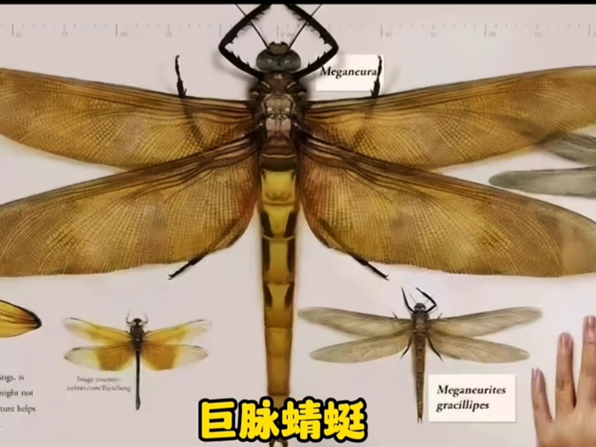 蜘蛛有几条腿