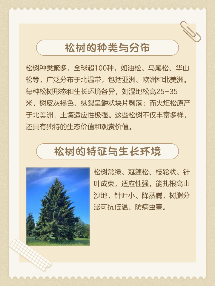 松树的资料介绍图片