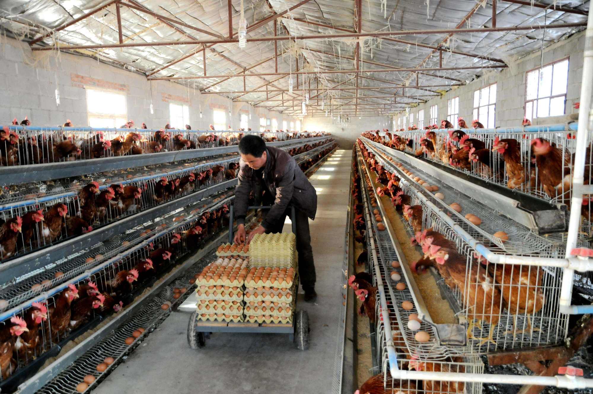 农村养殖创业的好项目