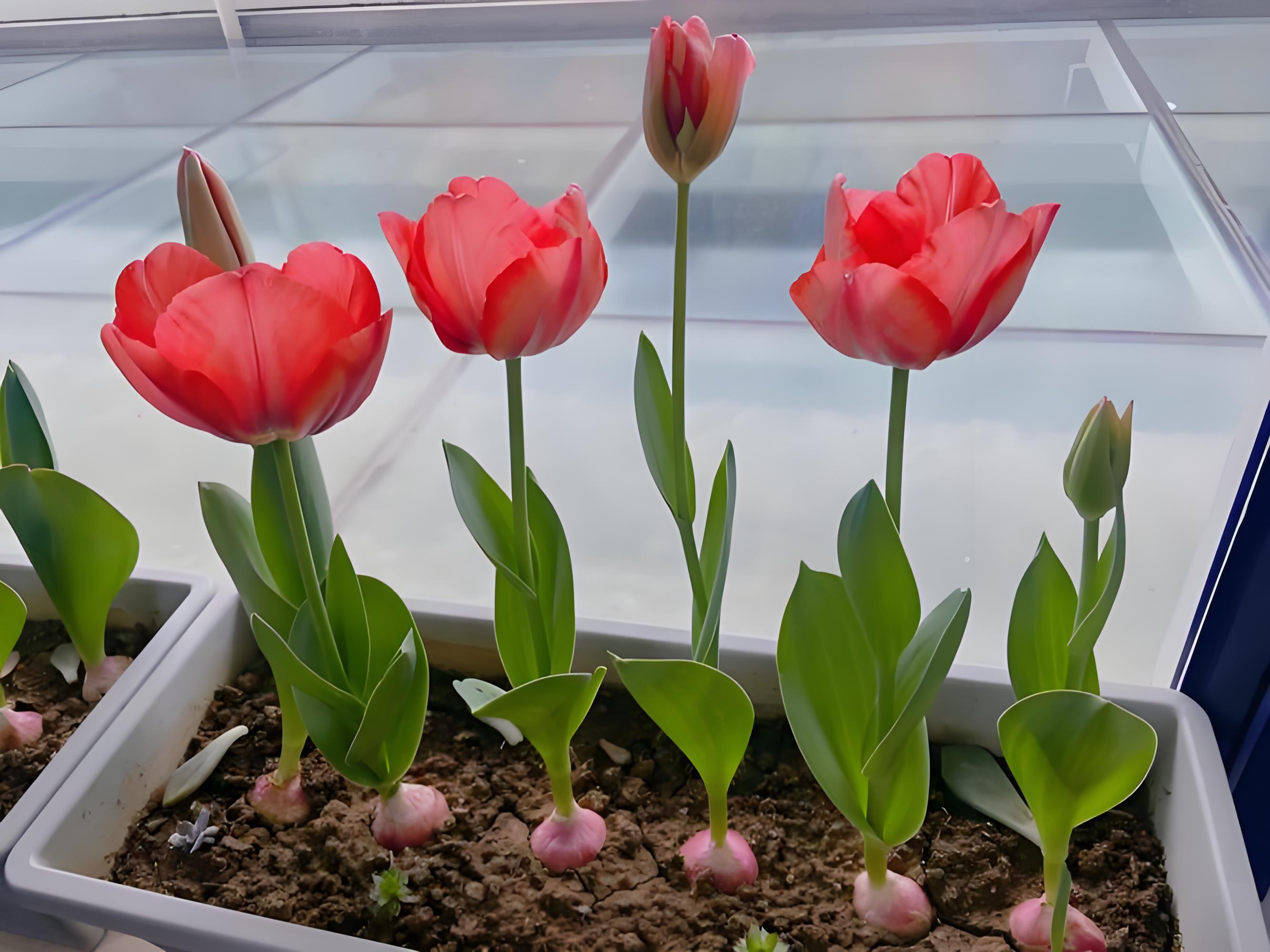 郁金香花期有几天