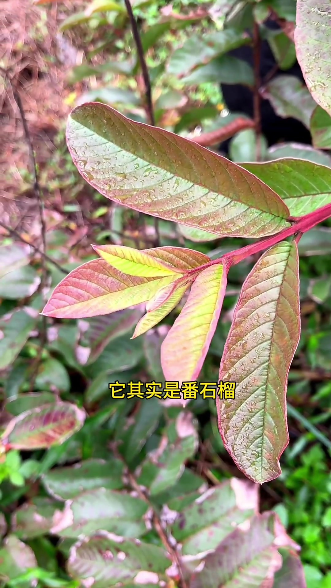 番石榴叶的功效与作用图片