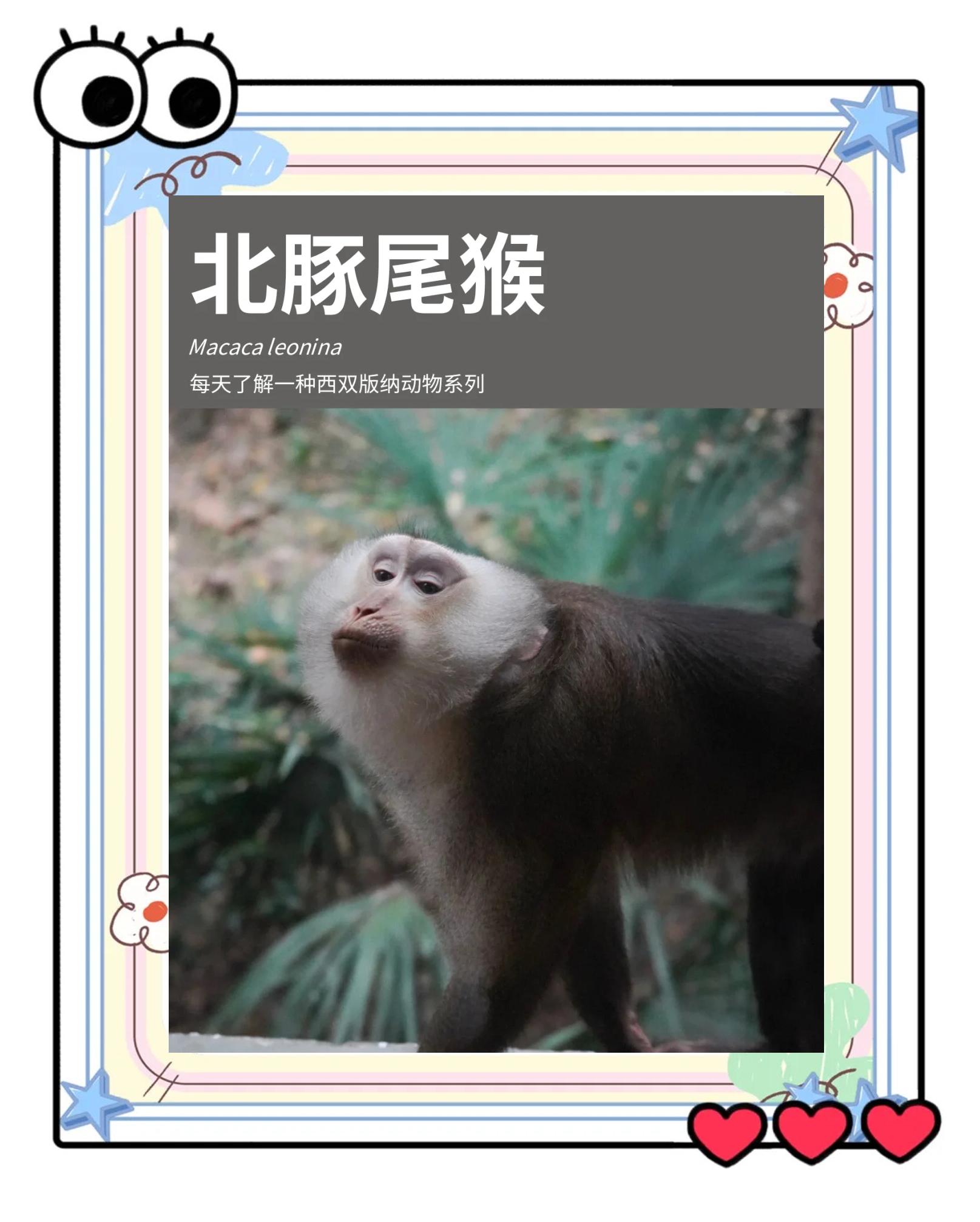 猴子的尾巴起到什么作用?