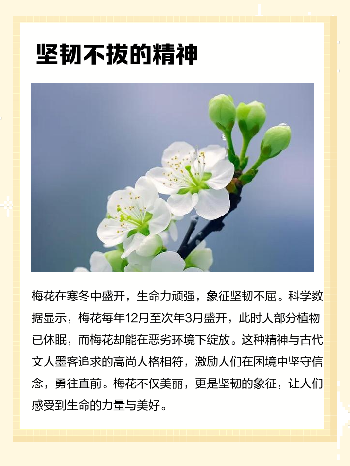 梅花的品质是什么四字成语
