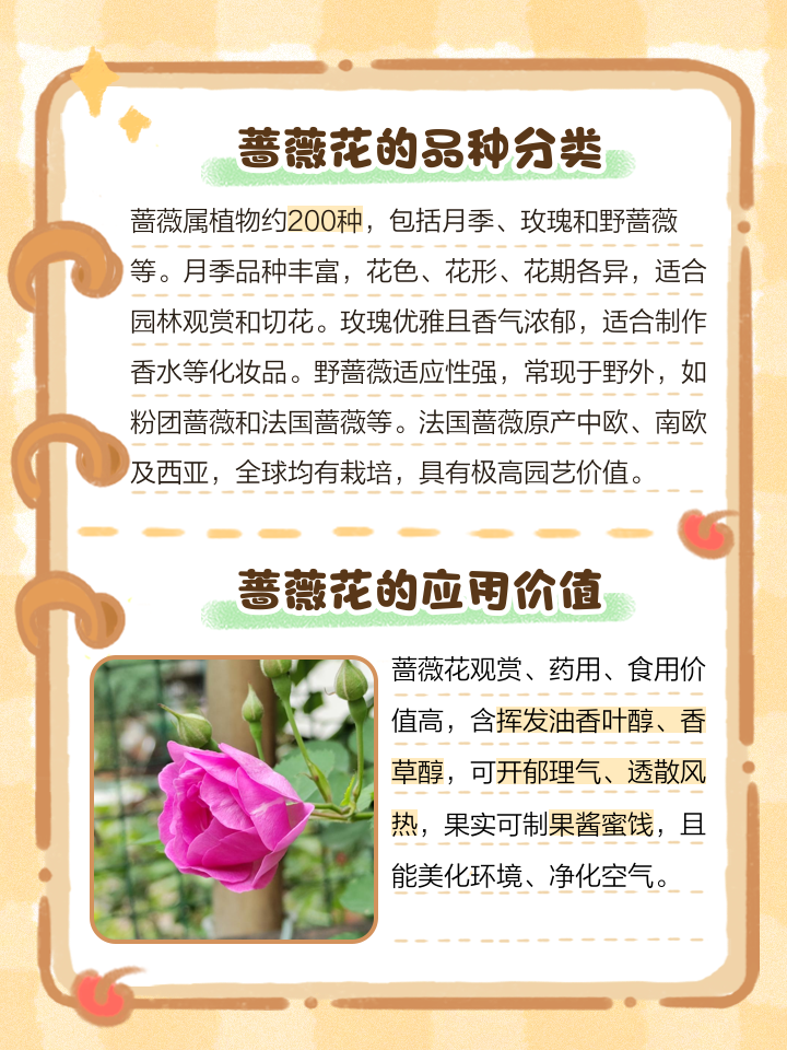 描写蔷薇花的诗句与优美句子