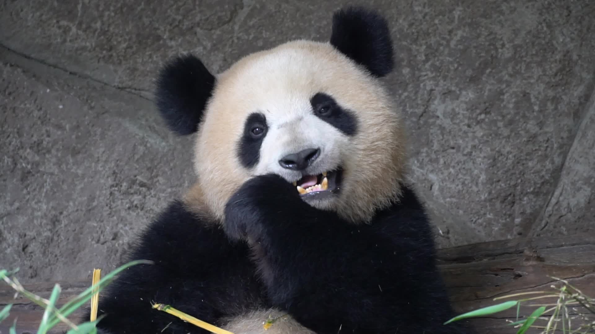 大熊猫眼睛像个什么比喻句