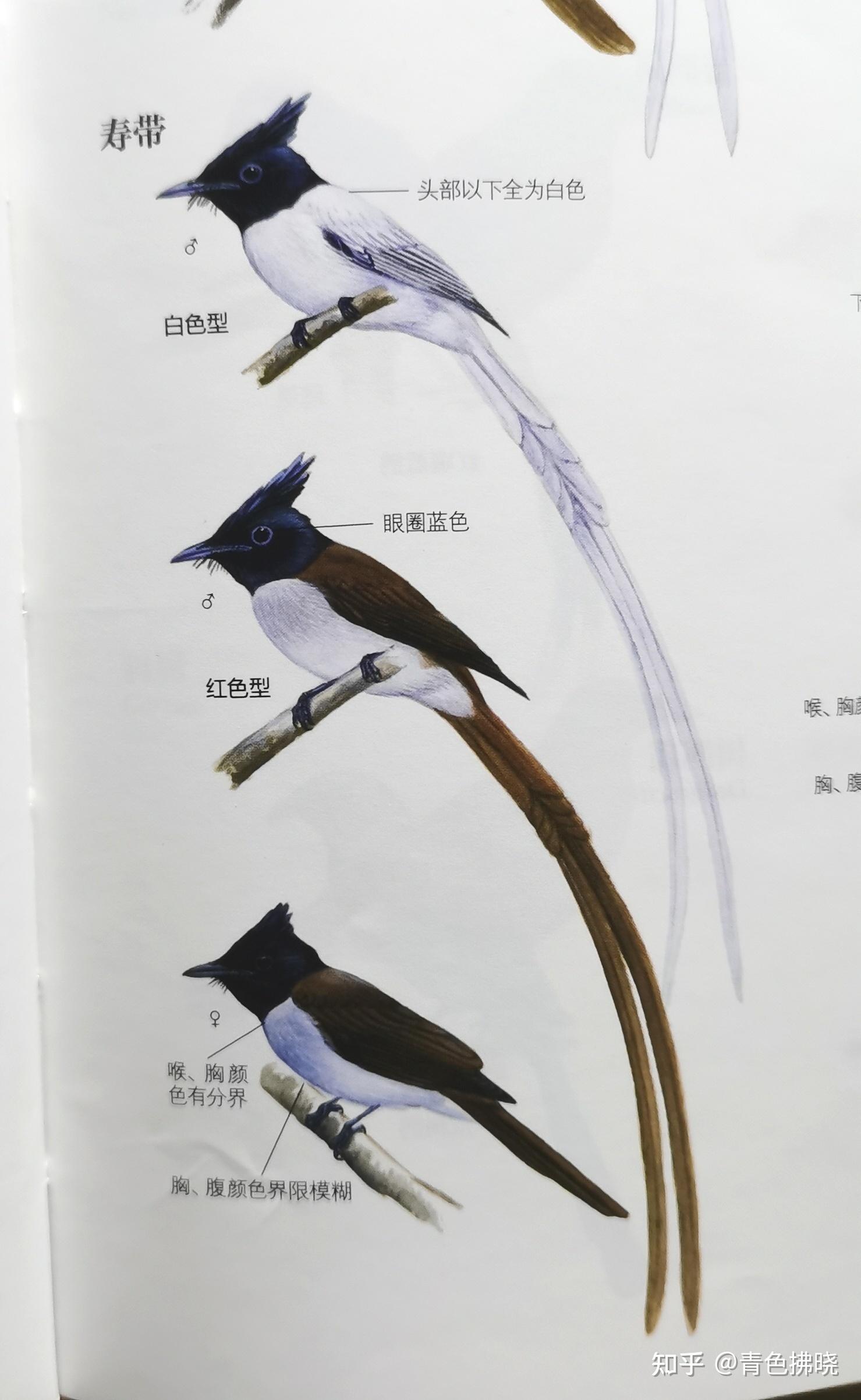 各类宠物鸟