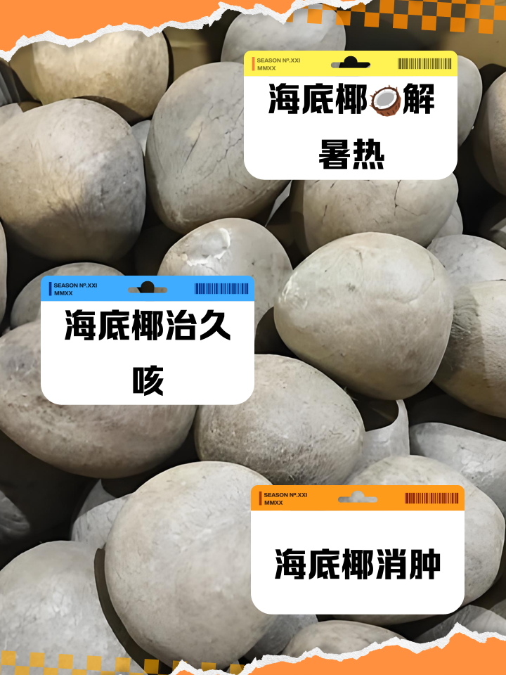 海底椰的功效与副作用