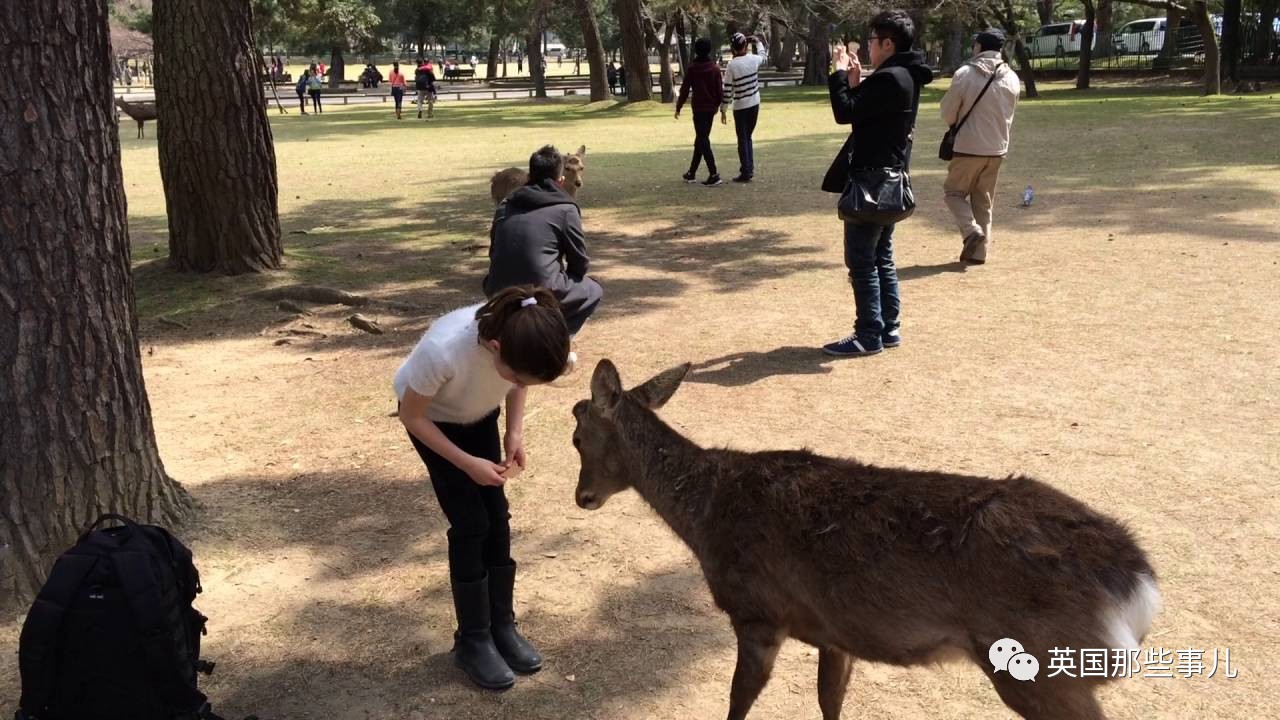 奈良的鹿为什么会鞠躬起来