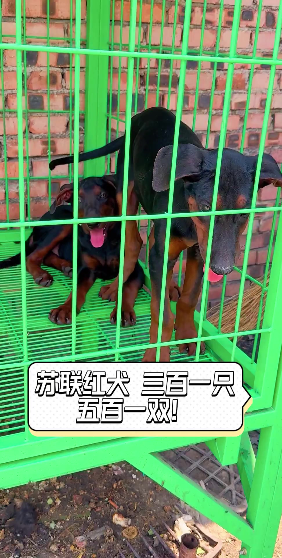 苏联红犬怎么样?