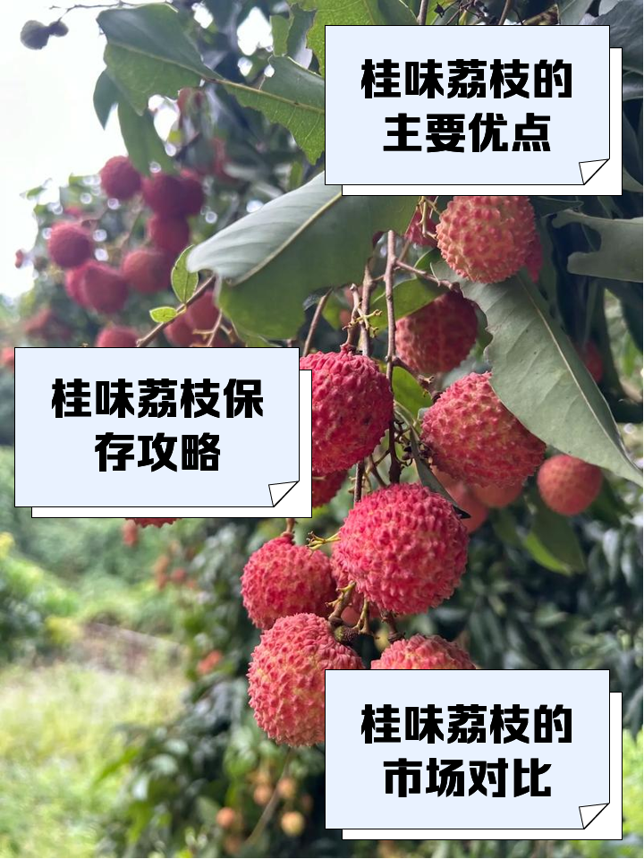 桂味荔枝为什么叫桂味